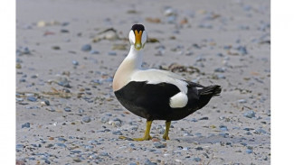 Eider Ducks in Iceland Has Most Expensive Feather in the World
