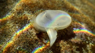 Menolak Punah, Populasi Kerang Purba Usia 40.000 Tahun Ditemukan Hidup