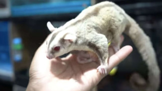 Cuan Ternak Sugar Glider Untungnya Mencapai Miliaran, Bikin Ngiler!