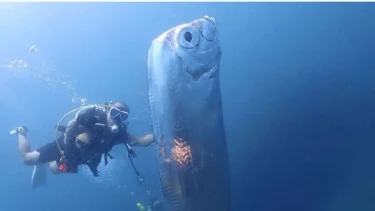 Ilustrasi ikan raksasa.