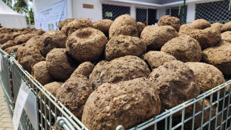 Umbi Porang, Tanaman Kaya Manfaat yang Banyak Digunakan Untuk Skincare Hingga Makanan Diet