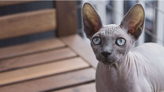 7 Fakta Menarik Kucing Sphynx, Tanpa Bulu hingga Rentan Terkena Sinar Matahari