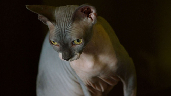 Kucing Sphynx