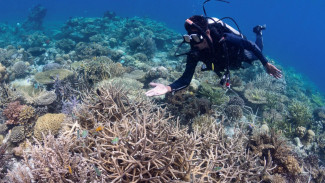 Keindahan Hope Reef, Restorasi Terumbu Karang Bawa Dampak Positif untuk Alam