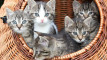 Photo Mini 5