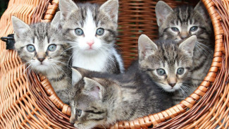 5 Syarat Kucing Peliharaanmu Sudah Bisa Divaksin Biar Tetap Sehat