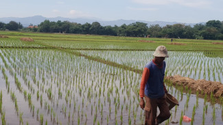 Hari Tani Nasional: Petani Harus Dijamin Untung, Ini Harapannya