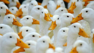 France Launches Vaccination for 60 Ducks Against Bird Flu