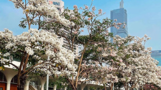 Bukan Cuma Cantik, 8 Pohon Ini Punya Manfaat Ajaib Bersihkan Udara Jalanan Hingga Jaga Kelestarian Alam