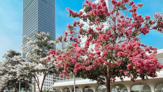 Cantiknya Bunga Tabebuya Bermekaran di Sepanjang Jalan Sudirman