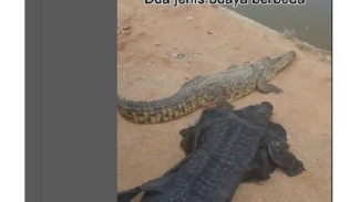 Viral Aksi Nekat Pria Goda Buaya Sedang Santai, Nekat Cosplay Seperti yang Asli