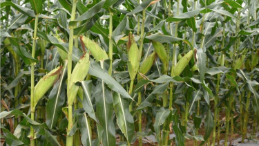 Tanaman jagung.