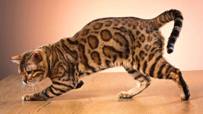 Kucing Bengal