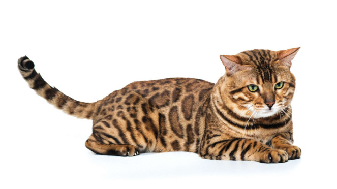 Kucing Bengal