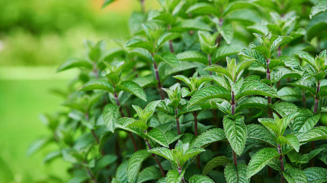 Daun Mint