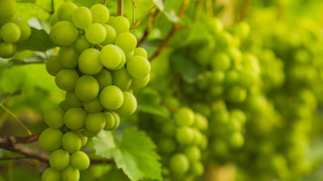 Anggur Muscat