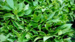 Photo Mini 6