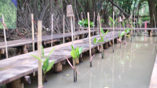 Punya Manfaat Luar Biasa, Tanam Mangrove Bisa Mitigasi Dampak Bencana Hingga Perubahan Iklim