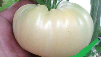 Berikut Kandungan dan Efek Samping White Tomato yang Sedang Viral