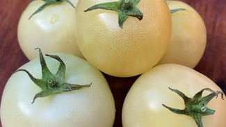 Ekstrak White Tomato Sedang Tren, Ini 4 Khasiat Kesehatan yang Harus Kamu Tahu!