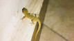 Photo Mini 2