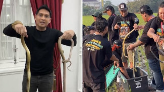 Aksi Lucky Hakim Lepas Ribuan Ular ke Sawah: Gerakan Buat Basmi Tikus!