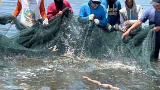 Jamin Mutu dan Kualitas Udang Indonesia, KKP Kasih Buktinya