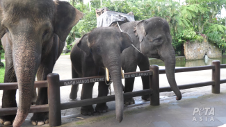 Bali Zoo Hentikan Program Gajah Tunggang demi Perkuat Kesejahteraan Satwa